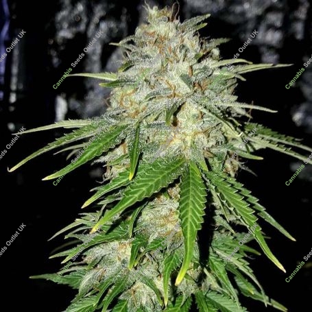 Lemon Pie Marijuana Strain by Our Own Weed Breeders For Sale Online at Cannabis Seeds Outlet