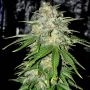 Lemon Pie Marijuana Strain by Our Own Weed Breeders For Sale Online at Cannabis Seeds Outlet