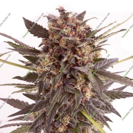 Monster Cheese Marijuana Strain by Our Own Weed Breeders For Sale Online at Cannabis Seeds Outlet