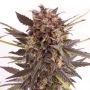 Monster Cheese Marijuana Strain by Our Own Weed Breeders For Sale Online at Cannabis Seeds Outlet