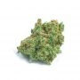 Monster Cheese by Cannabis Seeds Outlet THC Content Potency Strength CBD Height Yield Flowering Time Indica Sativa Genetics