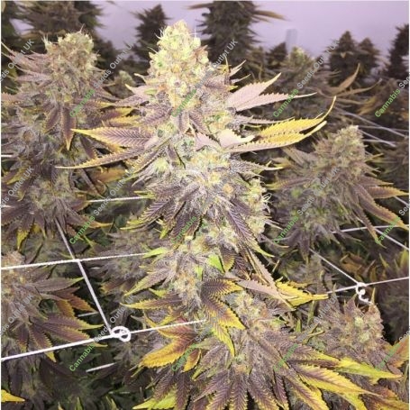 NYC Diesel Kush Marijuana Strain by Our Own Weed Breeders For Sale Online at Cannabis Seeds Outlet