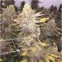 NYC Diesel Kush Marijuana Strain by Our Own Weed Breeders For Sale Online at Cannabis Seeds Outlet