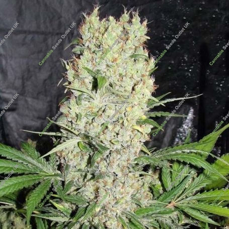 NYC Marijuana Strain by Our Own Weed Breeders For Sale Online at Cannabis Seeds Outlet