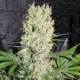 NYC Marijuana Strain by Our Own Weed Breeders For Sale Online at Cannabis Seeds Outlet
