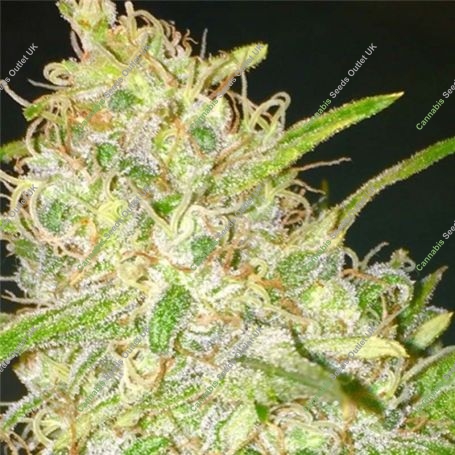 OG Critical Kush Marijuana Strain by Our Own Weed Breeders For Sale Online at Cannabis Seeds Outlet