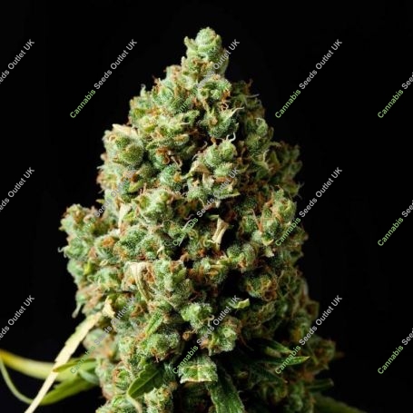 Pure Jack Feminized Marijuana Strain by 710 Genetics Seeds For Sale Online at Cannabis Seeds Outlet