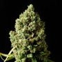 Pure Jack Feminized Marijuana Strain by 710 Genetics Seeds For Sale Online at Cannabis Seeds Outlet