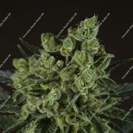 Old Marijuana Strain by 710 Genetics Seeds For Sale Online at Cannabis Seeds Outlet