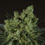 Old Marijuana Strain by 710 Genetics Seeds For Sale Online at Cannabis Seeds Outlet