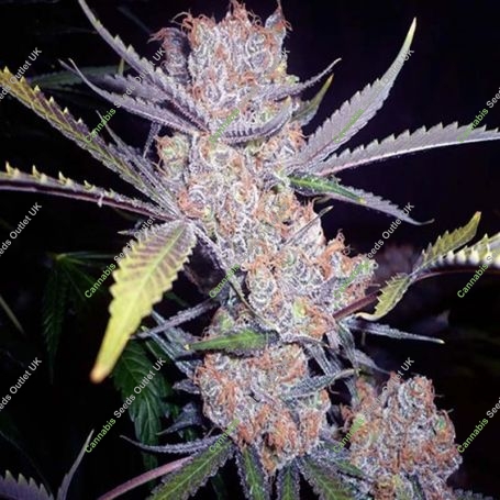 Purps Feminized Marijuana Strain by 710 Genetics Seeds For Sale Online at Cannabis Seeds Outlet
