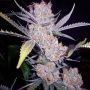 Purps Feminized Marijuana Strain by 710 Genetics Seeds For Sale Online at Cannabis Seeds Outlet