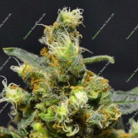 Shellshock Feminized Marijuana Strain by 710 Genetics Seeds For Sale Online at Cannabis Seeds Outlet