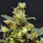 Shellshock Feminized Marijuana Strain by 710 Genetics Seeds For Sale Online at Cannabis Seeds Outlet