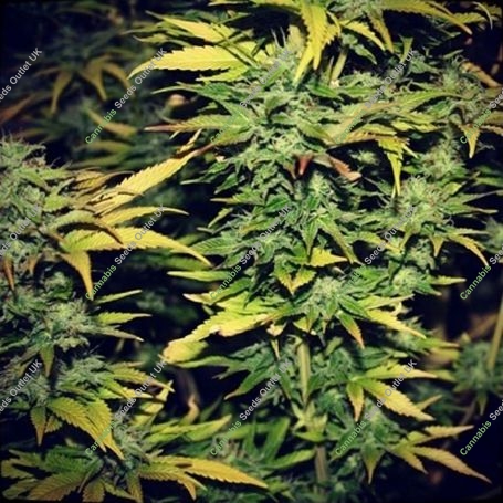 Smog Feminized Marijuana Strain by 710 Genetics Seeds For Sale Online at Cannabis Seeds Outlet