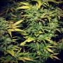 Smog Feminized Marijuana Strain by 710 Genetics Seeds For Sale Online at Cannabis Seeds Outlet