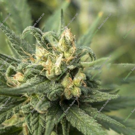Solace Feminized Marijuana Strain by 710 Genetics Seeds For Sale Online at Cannabis Seeds Outlet