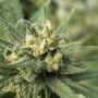 Solace Feminized Marijuana Strain by 710 Genetics Seeds For Sale Online at Cannabis Seeds Outlet