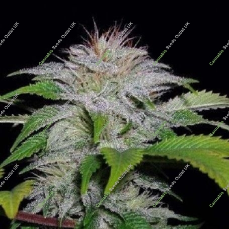 White Candy Feminized Marijuana Strain by 710 Genetics Seeds For Sale Online at Cannabis Seeds Outlet