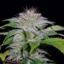 White Candy Feminized Marijuana Strain by 710 Genetics Seeds For Sale Online at Cannabis Seeds Outlet