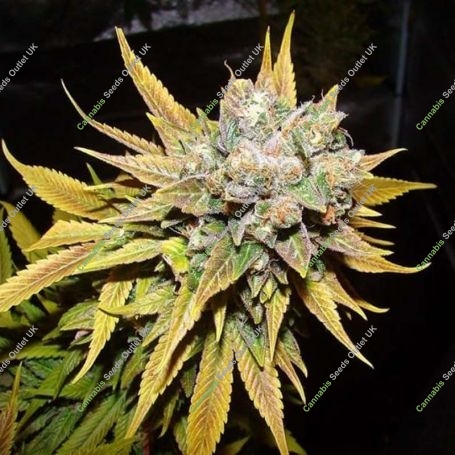 Tropical OG Feminized Marijuana Strain by 710 Genetics Seeds For Sale Online at Cannabis Seeds Outlet
