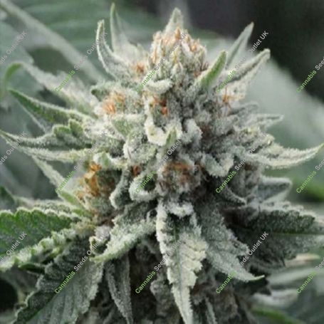 Tropical Berry Feminized Marijuana Strain by 710 Genetics Seeds For Sale Online at Cannabis Seeds Outlet