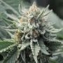 Tropical Berry Feminized Marijuana Strain by 710 Genetics Seeds For Sale Online at Cannabis Seeds Outlet