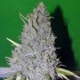 Sour White Female 710 Genetics Cannabis Seeds