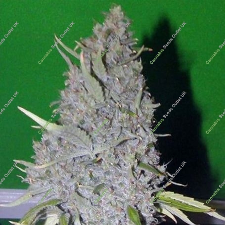 Sour Marijuana Strain by 710 Genetics Seeds For Sale Online at Cannabis Seeds Outlet