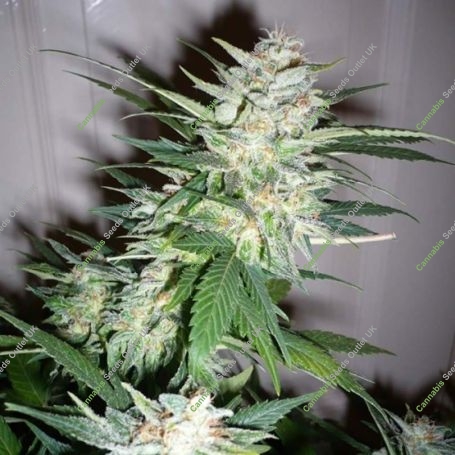 Super Shark Feminized Marijuana Strain by 710 Genetics Seeds For Sale Online at Cannabis Seeds Outlet