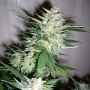 Super Shark Feminized Marijuana Strain by 710 Genetics Seeds For Sale Online at Cannabis Seeds Outlet
