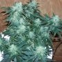 Super Stinky Feminized Marijuana Strain by 710 Genetics Seeds For Sale Online at Cannabis Seeds Outlet