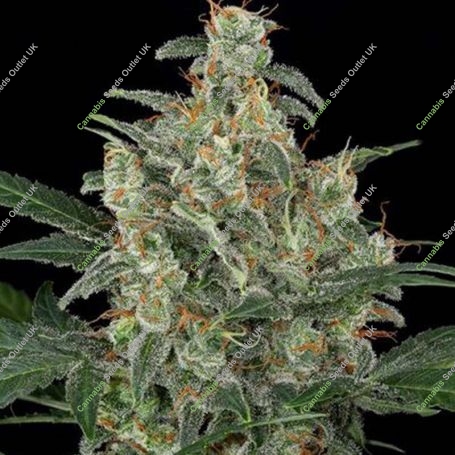 Stilton Feminized Marijuana Strain by 710 Genetics Seeds For Sale Online at Cannabis Seeds Outlet