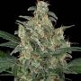 Stilton Feminized Marijuana Strain by 710 Genetics Seeds For Sale Online at Cannabis Seeds Outlet
