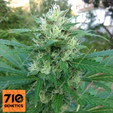 Sweet Stilton Feminized Marijuana Strain by 710 Genetics Seeds For Sale Online at Cannabis Seeds Outlet