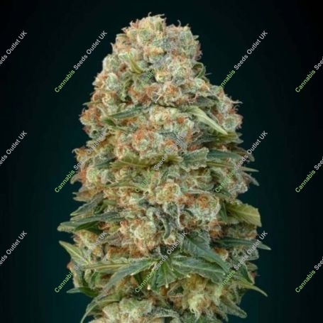 Afghan Skunk Feminized Marijuana Strain by Advanced Seeds For Sale Online at Cannabis Seeds Outlet