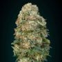 Afghan Skunk Feminized Marijuana Strain by Advanced Seeds For Sale Online at Cannabis Seeds Outlet