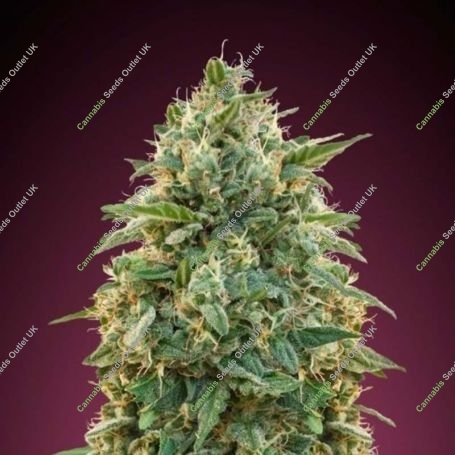 Amnesia Feminized Marijuana Strain by Advanced Seeds For Sale Online at Cannabis Seeds Outlet