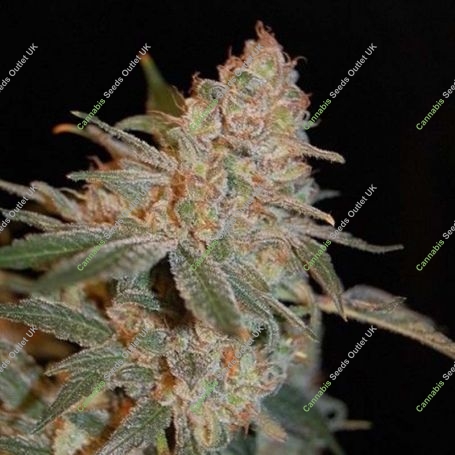 Black Diesel Feminized Marijuana Strain by Advanced Seeds For Sale Online at Cannabis Seeds Outlet