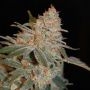 Black Diesel Feminized Marijuana Strain by Advanced Seeds For Sale Online at Cannabis Seeds Outlet