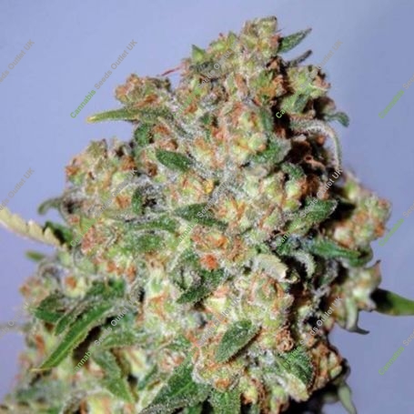 Critical Feminized Marijuana Strain by Advanced Seeds For Sale Online at Cannabis Seeds Outlet