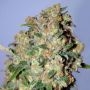 Critical Feminized Marijuana Strain by Advanced Seeds For Sale Online at Cannabis Seeds Outlet