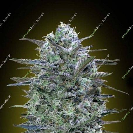 Critical Lemon Feminized Marijuana Strain by Advanced Seeds For Sale Online at Cannabis Seeds Outlet