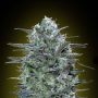 Critical Lemon Feminized Marijuana Strain by Advanced Seeds For Sale Online at Cannabis Seeds Outlet