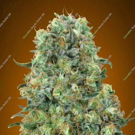 Critical Mass Feminized Marijuana Strain by Advanced Seeds For Sale Online at Cannabis Seeds Outlet