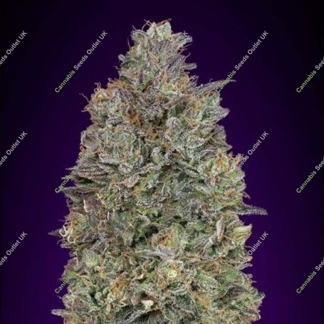 Critical Purple Kush Feminized Marijuana Strain by Advanced Seeds For Sale Online at Cannabis Seeds Outlet