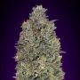Critical Purple Kush Feminized Marijuana Strain by Advanced Seeds For Sale Online at Cannabis Seeds Outlet