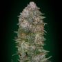 Critical Soma Female Advanced Cannabis Seeds