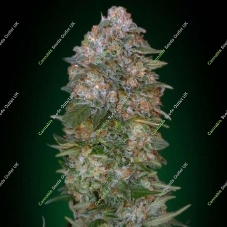 Critical Soma Feminized Marijuana Strain by Advanced Seeds For Sale Online at Cannabis Seeds Outlet