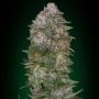 Critical Soma Feminized Marijuana Strain by Advanced Seeds For Sale Online at Cannabis Seeds Outlet